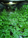 Brazilian pennywort
